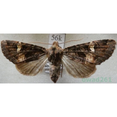 Rileyiana fovea (Treitschke, 1825) Hungaria56k